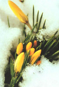 United Day of Prayer flower